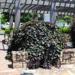 Ruby Falls Redbud Tree -Deals Blossom Vines Store Ruby Falls Redbud 7