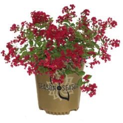 Ruby Prince™ Emerald Empire® Crape Myrtle Tree -Deals Blossom Vines Store Ruby Prince Crape Myrtle 2