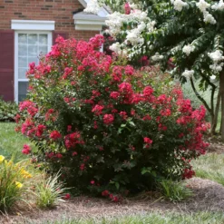 Ruby Prince™ Emerald Empire® Crape Myrtle Tree -Deals Blossom Vines Store Ruby Prince Crape Myrtle 4