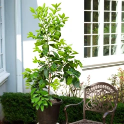 Ruby Red Grapefruit Tree -Deals Blossom Vines Store Ruby Red Grapefruit 8