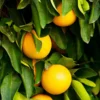 Ruby Red Grapefruit Tree 2 Ruby Red Grapefruit Tree -Deals Blossom Vines Store Ruby Red Grapefruit BB 600x600 1d93cd17 b7b4 4fec 8a43 7e672ac90a6e