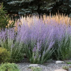 Russian Sage -Deals Blossom Vines Store Russian Sage 3 BB