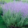 Russian Sage 1 Russian Sage -Deals Blossom Vines Store Russian Sage BB 600x600 5c3405b1 e005 4b1e 9ce7 95d45b8a6c18