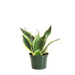 Snake Plant -Deals Blossom Vines Store SNK BGD.6 standard pot 93501b37 1545 4e95 839a 92fbadc1ad3f
