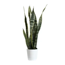 Snake Plant -Deals Blossom Vines Store SNK LAU1 delilah white