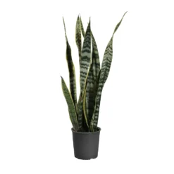 Snake Plant -Deals Blossom Vines Store SNK LAU1 35c8439e 75b7 443c 9f4b e95dc4f94acb