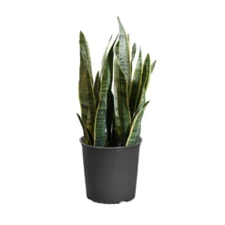 Snake Plant -Deals Blossom Vines Store SNK LAU3
