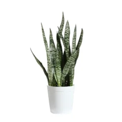 Snake Plant -Deals Blossom Vines Store SNK ZEY1 delilah white