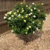 Sunny Knock Out® Rose Tree -Deals Blossom Vines Store SUnny knockout Rose Tree BB 600x600 73b0c8db ee97 4c99 9ea4 1e74043d7e5a