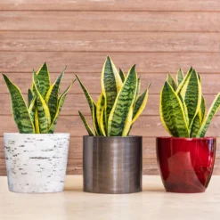 Snake Plant -Deals Blossom Vines Store Sansevieria Laurentii 1 BB