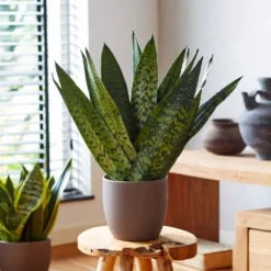Snake Plant -Deals Blossom Vines Store Sansevieria Zeylandica 2