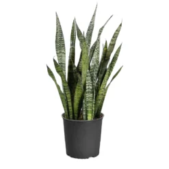 Snake Plant -Deals Blossom Vines Store Sansevieria Zeylandica 3G