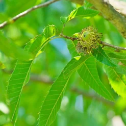 Sawtooth Oak Tree 8 Sawtooth Oak Tree -Deals Blossom Vines Store Sawtooth Oak Tree 3