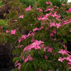 Deals Blossom Vines Store -Deals Blossom Vines Store Scarlett Fire 1