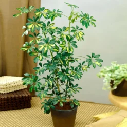 Variegated Dwarf Umbrella Tree - Schefflera Trinette -Deals Blossom Vines Store Schefflera Trinette 1