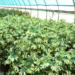 Variegated Dwarf Umbrella Tree - Schefflera Trinette -Deals Blossom Vines Store Schefflera Trinette 4 BB