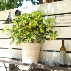 Variegated Dwarf Umbrella Tree - Schefflera Trinette -Deals Blossom Vines Store Schefflera Trinette 5 BB