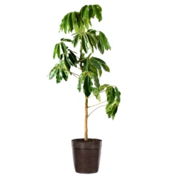 Umbrella Tree 14 Umbrella Tree -Deals Blossom Vines Store Schefflera Actinophylla Umbrella Delilah BRW