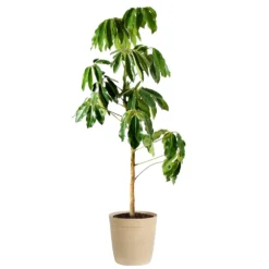 Umbrella Tree 15 Umbrella Tree -Deals Blossom Vines Store Schefflera Actinophylla Umbrella Delilah Beige
