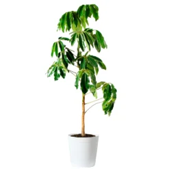 Umbrella Tree 17 Umbrella Tree -Deals Blossom Vines Store Schefflera Actinophylla Umbrella Delilah White
