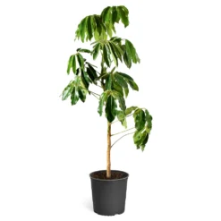 Umbrella Tree 16 Umbrella Tree -Deals Blossom Vines Store Schefflera Actinophylla Umbrella Delilah standard