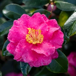 Shi-Shi Gashira Camellia Shrub -Deals Blossom Vines Store ShiSHi Gashira Camellia 2 BB