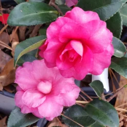 Shi-Shi Gashira Camellia Shrub -Deals Blossom Vines Store ShiSHi Gashira Camellia 6 BB