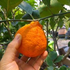 Shiranui Mandarin Tree -Deals Blossom Vines Store Shiranui Mandarin 1