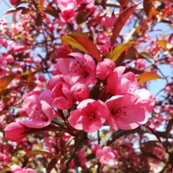 Show Time™ Crabapple Tree 9 Show Time™ Crabapple Tree -Deals Blossom Vines Store Show Time Crabapple 2