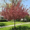 Show Time™ Crabapple Tree -Deals Blossom Vines Store Show Time Crabapple BB 600x600 2805d84c 262b 4d44 a989 704db37070b1