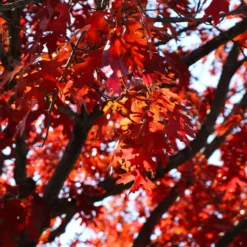 Shumard Oak Tree -Deals Blossom Vines Store Shumard Oak 4 BB