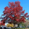 Shumard Oak Tree -Deals Blossom Vines Store Shumard Oak BB 600x600 4ac00841 c92c 40ac 8563 66778f4c217f