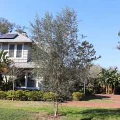 Sikitita Olive Tree -Deals Blossom Vines Store Sikitata olive 2