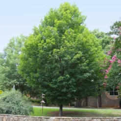 Silver Maple Tree -Deals Blossom Vines Store Silver Maple Tree 6