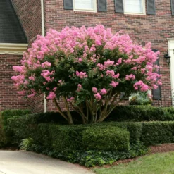 Sioux Crape Myrtle -Deals Blossom Vines Store Sioux Crape myrtle 2