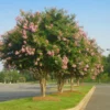 Sioux Crape Myrtle -Deals Blossom Vines Store Sioux Crape myrtle BB 600x600 58f31c2e 8571 4d9e 8640 2516b4442e88