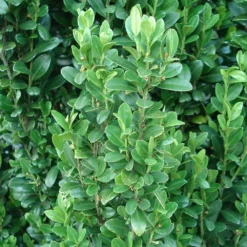 Sky Pencil Holly Tree -Deals Blossom Vines Store Sky Pencil Holly 2 BB