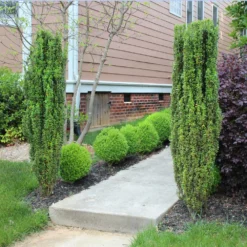 Sky Pencil Holly Tree -Deals Blossom Vines Store Sky Pencil Holly 6 BB