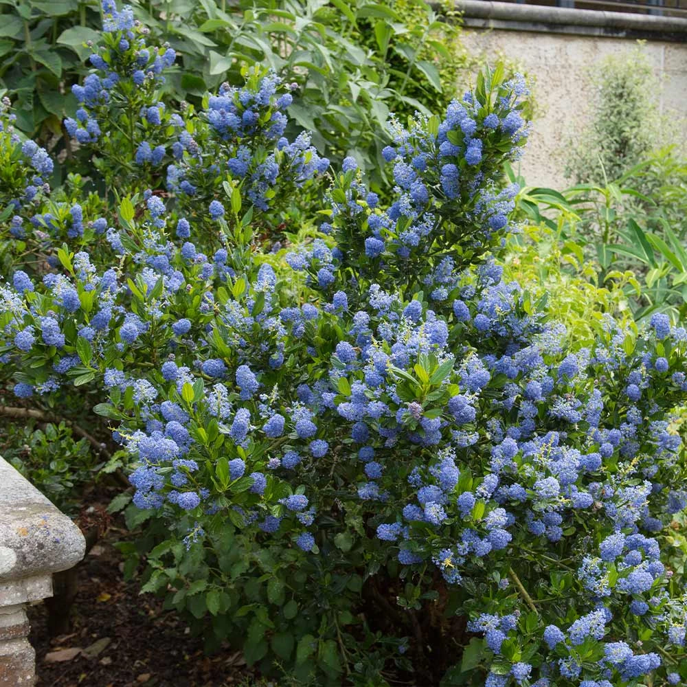 Skylark California Lilac 4 Skylark California Lilac - Image 2