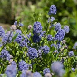 Skylark California Lilac 7 Skylark California Lilac -Deals Blossom Vines Store Skylark California Lilac 3 FGT