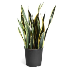 Snake Plant -Deals Blossom Vines Store Snake Plant standard pot