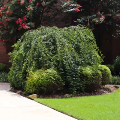 Snow Fountains® Weeping Cherry Tree -Deals Blossom Vines Store Snow Fountains Weeping Cherry 2 BB