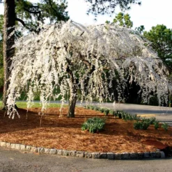 Snow Fountains® Weeping Cherry Tree -Deals Blossom Vines Store Snow Fountains Weeping Cherry 7 BB
