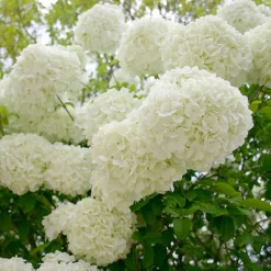 Snowball Viburnum Bush -Deals Blossom Vines Store Snowball Viburnum 1 BB