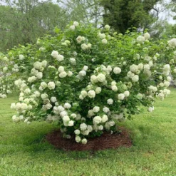 Snowball Viburnum Bush -Deals Blossom Vines Store Snowball Viburnum 2 BB