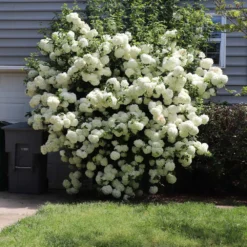 Snowball Viburnum Bush -Deals Blossom Vines Store Snowball Viburnum 6