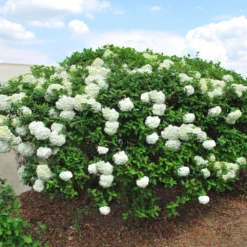 Snowball Viburnum Bush -Deals Blossom Vines Store Snowball Viburnum BB