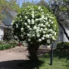 Snowball Viburnum Bush -Deals Blossom Vines Store Snowball Viburnum BB 600x600 2db30e64 2397 4487 a768 4471516c3f37