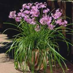 Society Garlic Plant 8 Society Garlic Plant -Deals Blossom Vines Store Society Garlic 4 BB
