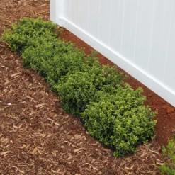 Soft Touch Holly Shrub -Deals Blossom Vines Store Soft Touch Holly2